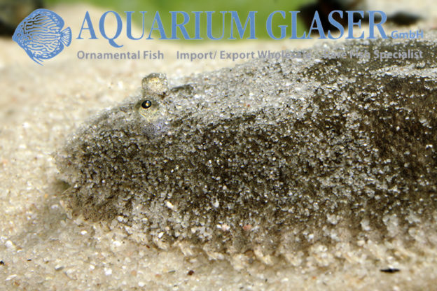Catathyridium jenynsii - Aquarium Glaser GmbH