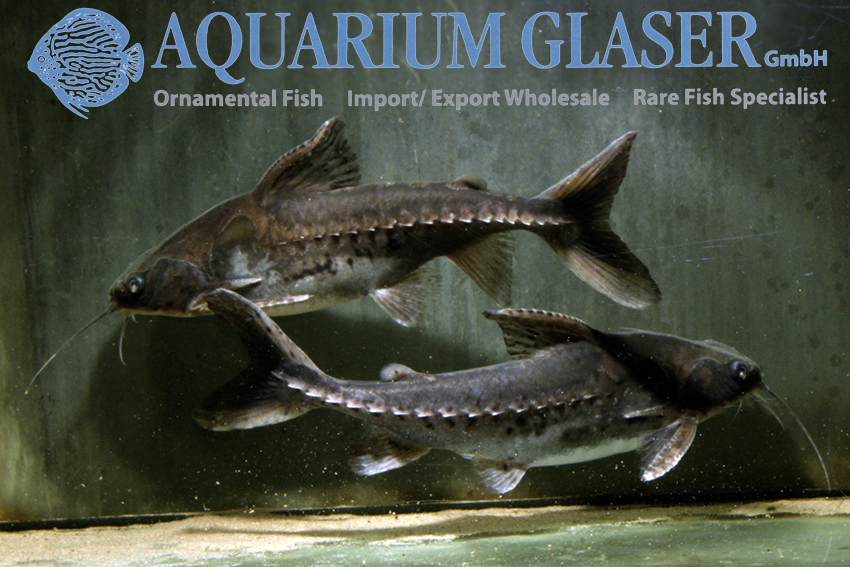 Lithodoras dorsalis - Aquarium Glaser GmbH