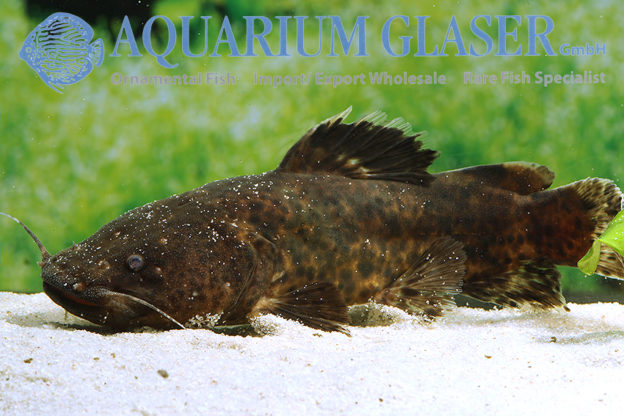 Batrochoglanis sp. Venezuela Aquarium Glaser GmbH