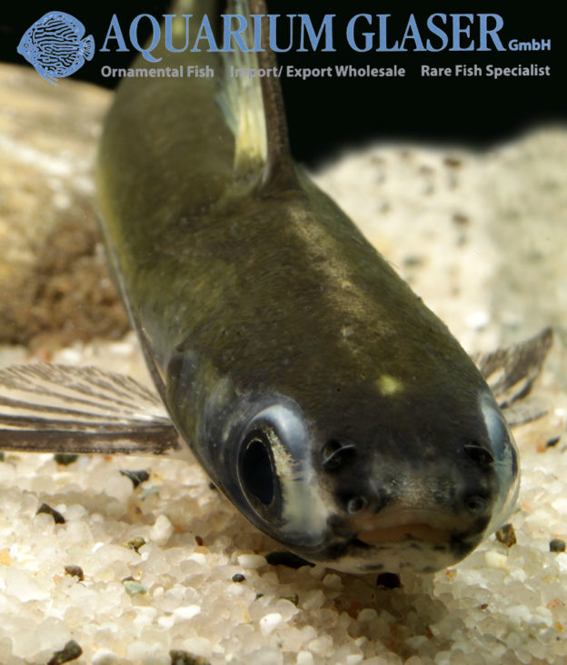 Centromochlus heckelii Aquarium Glaser GmbH