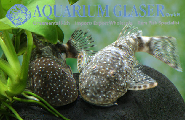 Chaetostoma dorsale (L147, L443) Aquarium Glaser GmbH