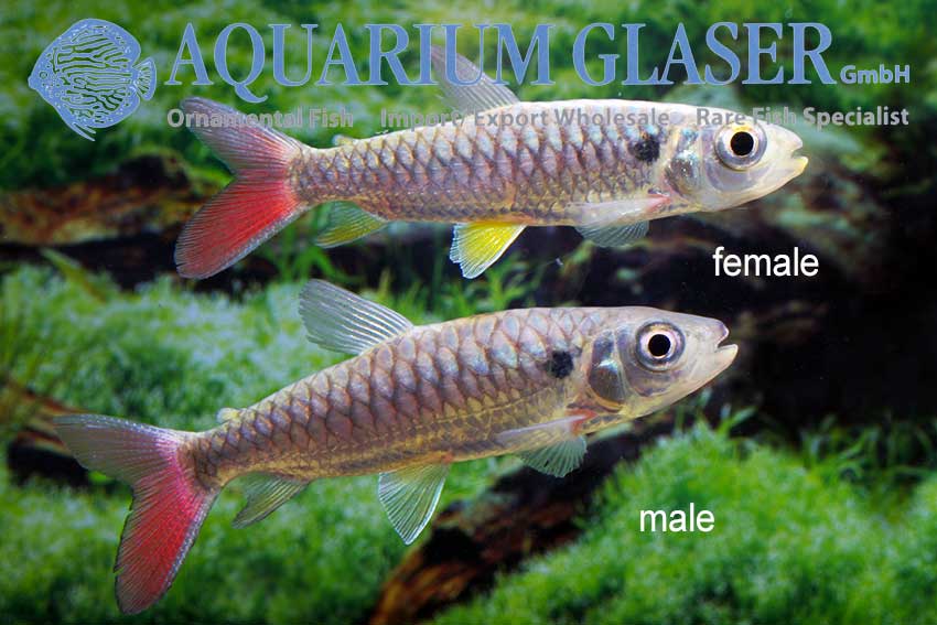 Aigialosaurus fish feed and growth