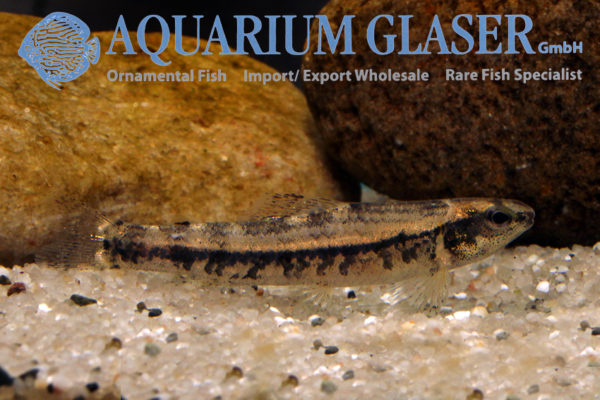 Melanocharacidium sp. Peru Aquarium Glaser GmbH