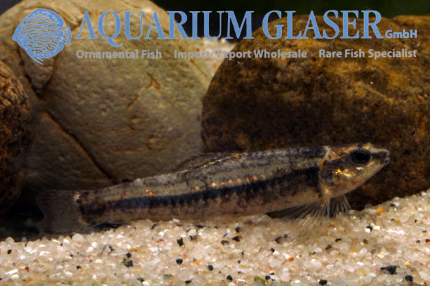 Melanocharacidium sp. Peru Aquarium Glaser GmbH