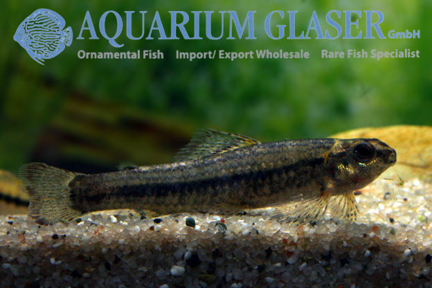 Melanocharacidium sp. Peru Aquarium Glaser GmbH