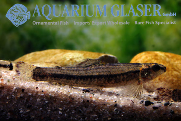 Melanocharacidium sp. Peru Aquarium Glaser GmbH