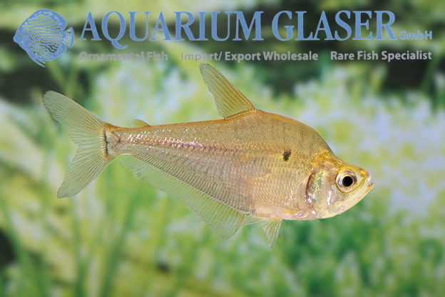 Charax cf. michaeli Aquarium Glaser GmbH