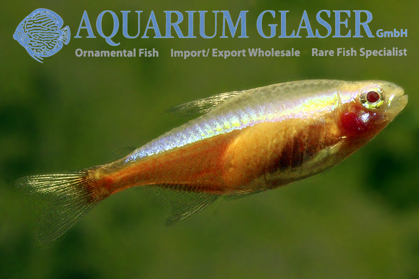 Paracheirodon axelrodi Gold - Aquarium Glaser GmbH