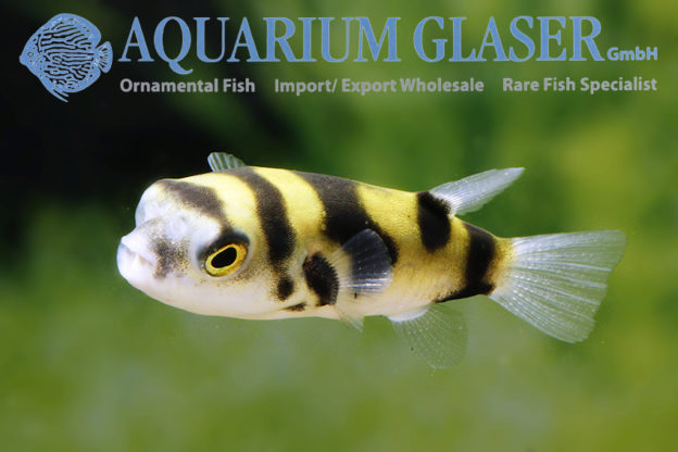 Colomesus asellus Aquarium Glaser GmbH