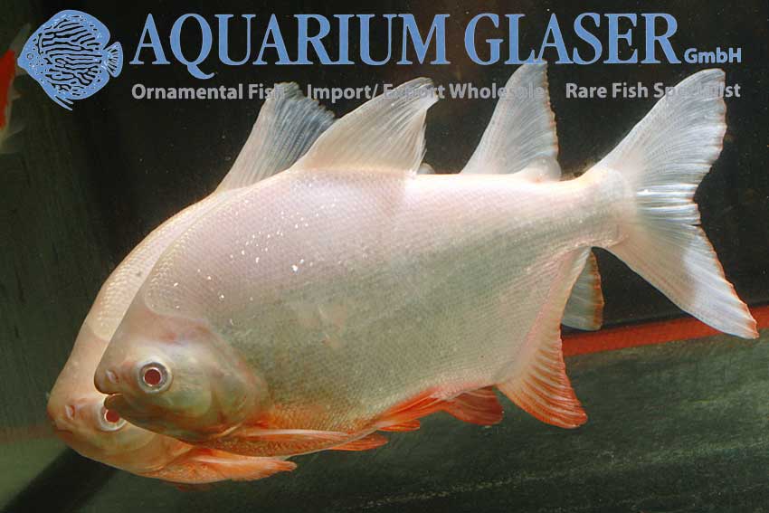 Albino Pacus Aquarium Glaser GmbH