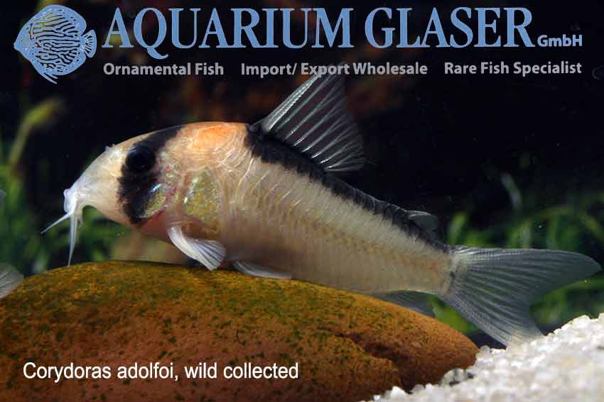 Corydoras adolfoi and C. duplicareus - Aquarium Glaser GmbH