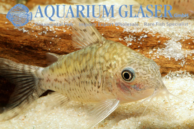 Corydoras sodalis (falsch als agassizii) Aquarium Glaser GmbH