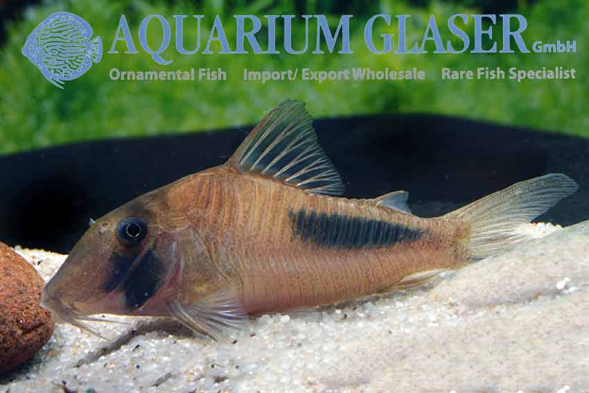 Corydoras amapaensis Aquarium Glaser GmbH
