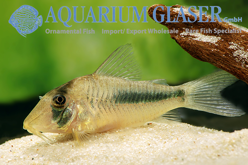 Oxydoras niger - Aquarium Glaser GmbH