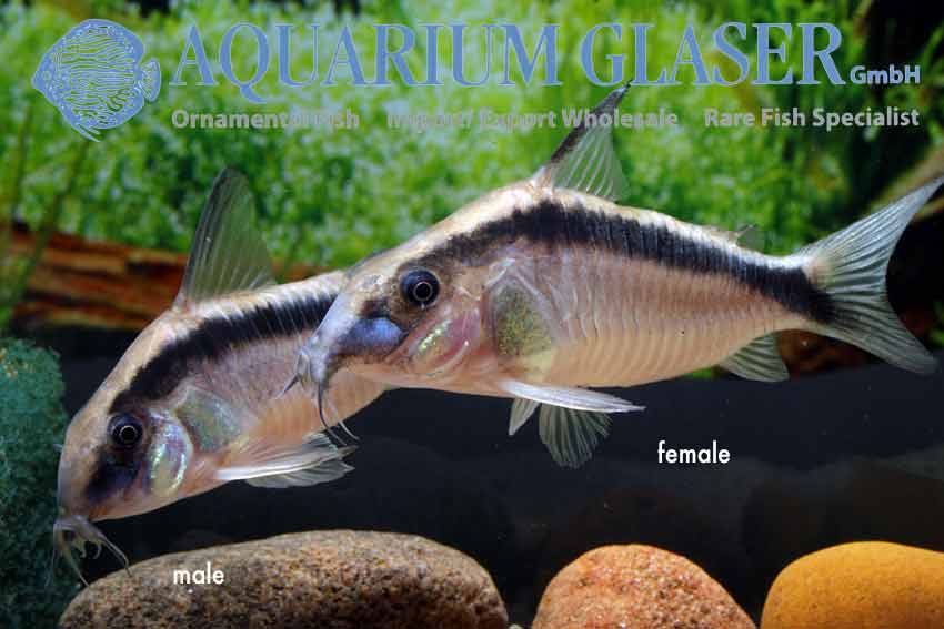 Corydoras sp Super Arcuatus - Aquarium Glaser GmbH