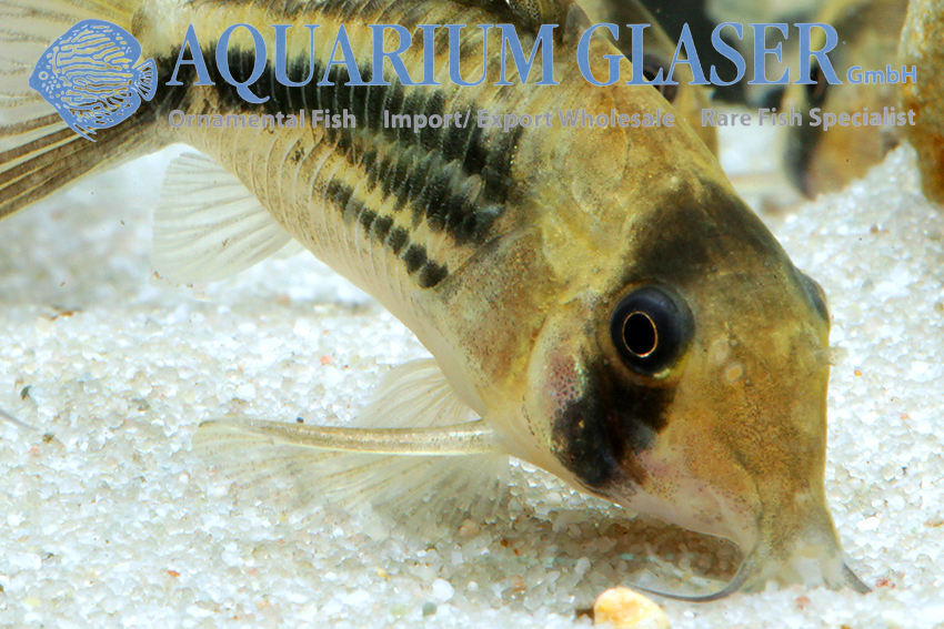 https://www.aquariumglaser.de/wp-content/uploads/223504-corydoras-axelrodi8.jpg