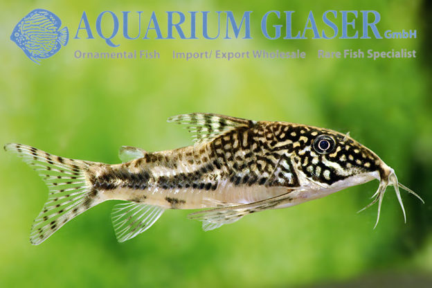 Scleromystax barbatus Aquarium Glaser GmbH