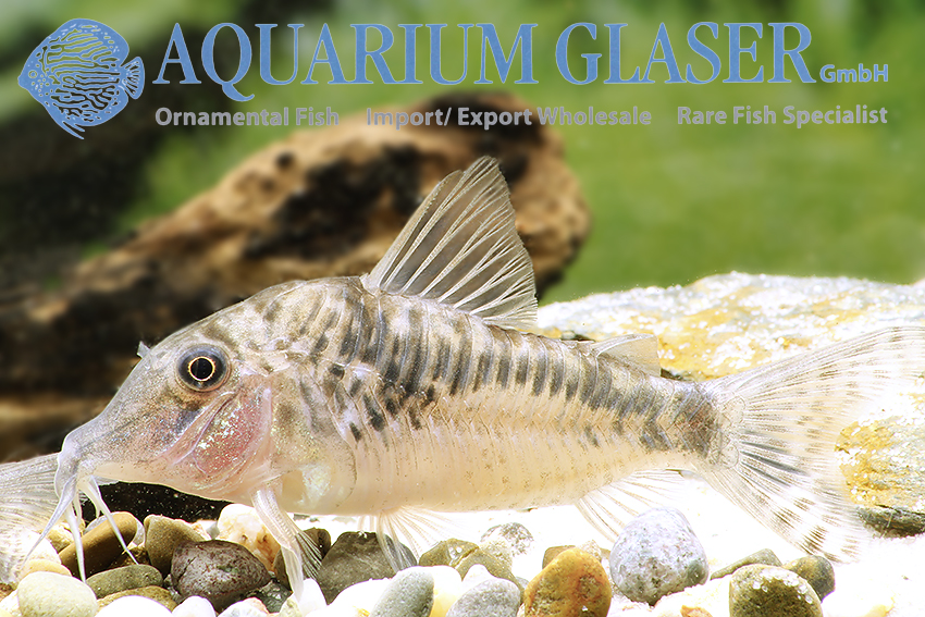 Oxydoras niger - Aquarium Glaser GmbH
