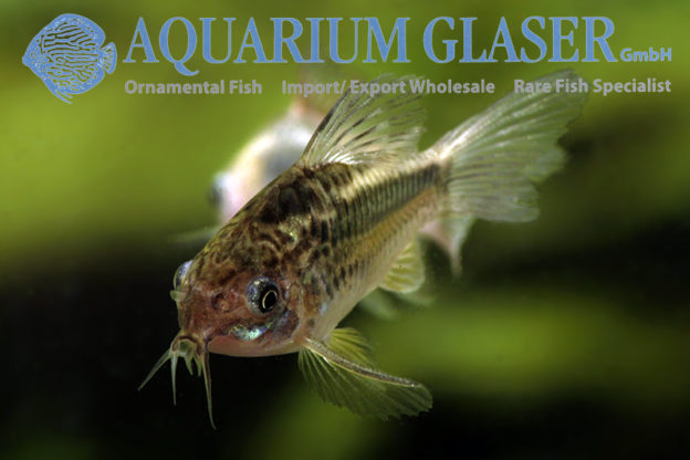 Corydoras elegans 