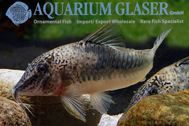Corydoras fowleri / coriatae Aquarium Glaser GmbH