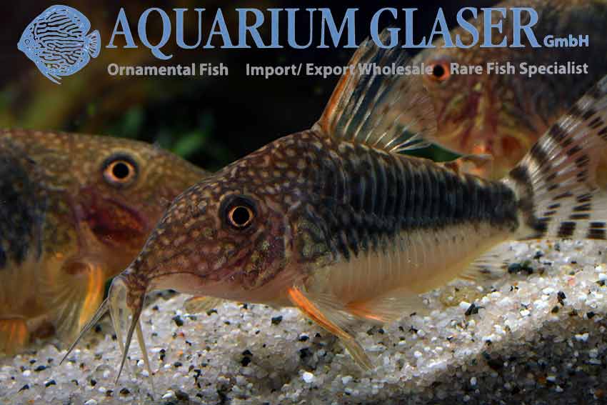Corydoras seussi Aquarium Glaser GmbH