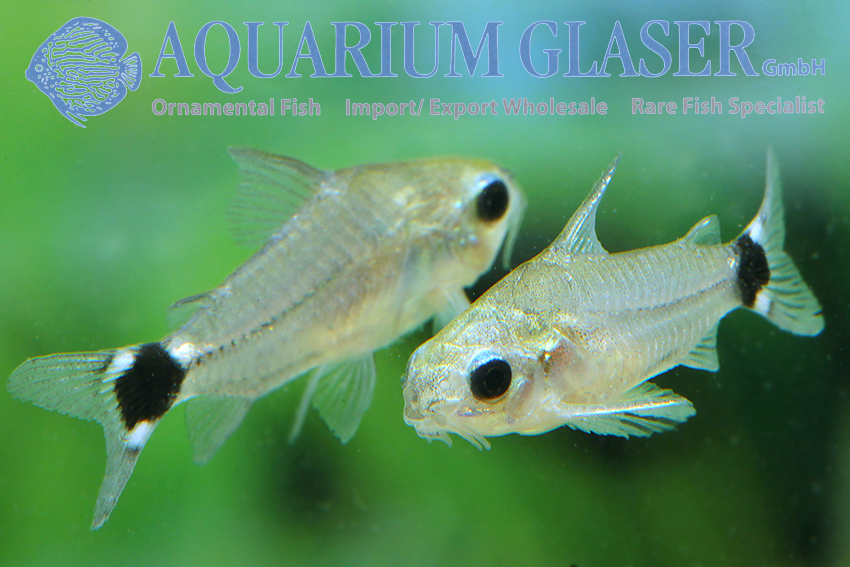 Gastrodermus Hastatus formerly Corydoras Hastatus Aquarium Glaser GmbH
