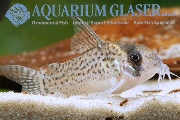 Corydoras kanei Aquarium Glaser GmbH