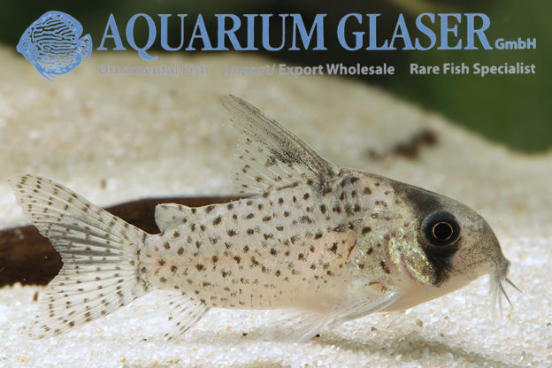 Corydoras kanei Aquarium Glaser GmbH
