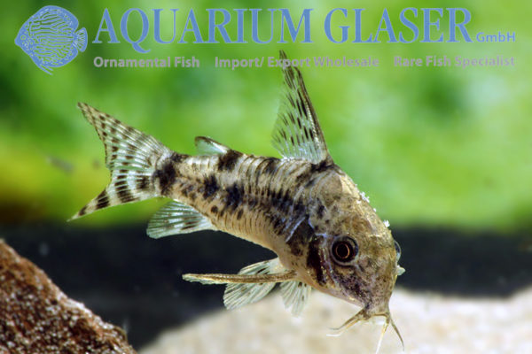 Corydoras longipinnis Aquarium Glaser GmbH