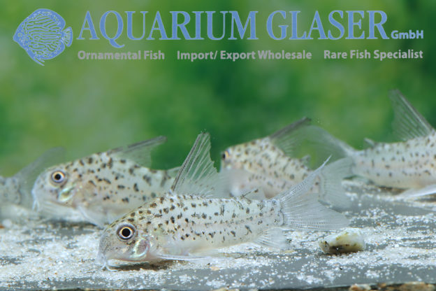 Corydoras loretoensis Aquarium Glaser GmbH