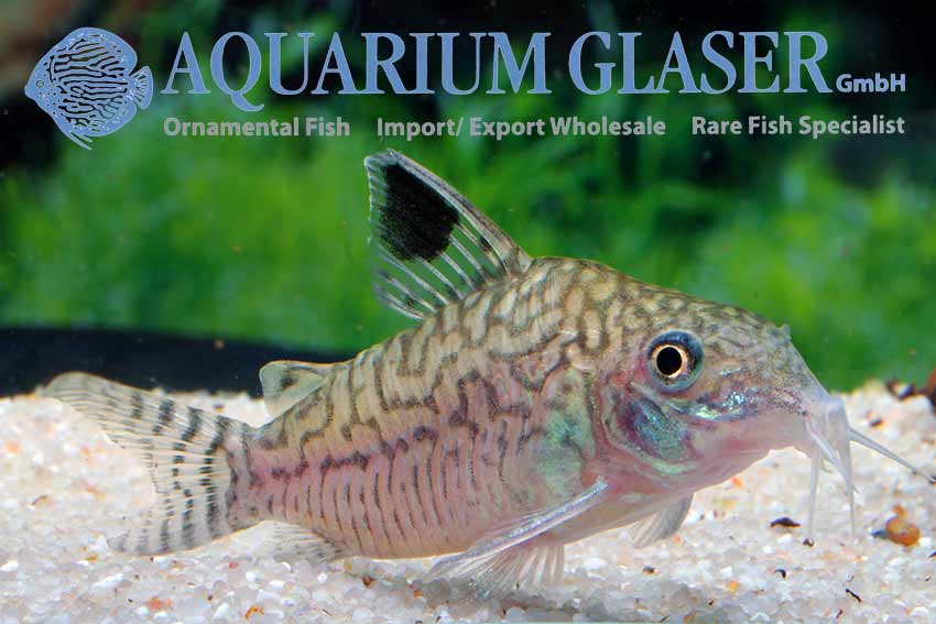 Corydoras Reticulatus