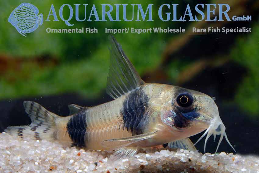 Corydoras tukano Aquarium Glaser GmbH