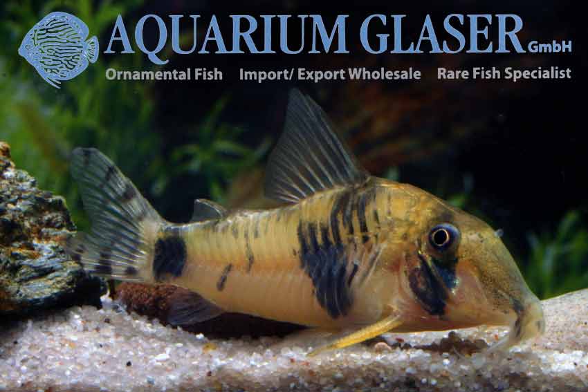 Corydoras sp. Tukano Longnose Aquarium Glaser GmbH