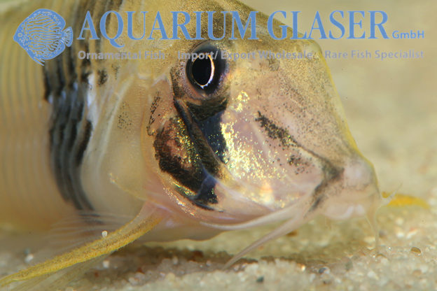 Corydoras desana Aquarium Glaser GmbH