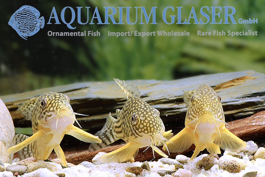 Corydoras sterbai WILD Aquarium Glaser GmbH