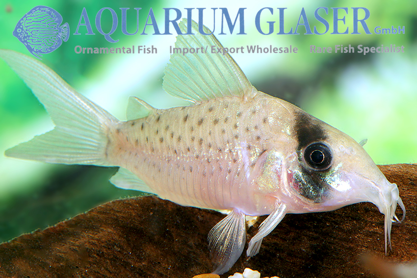 10. Catfishes - Aquarium Glaser GmbH