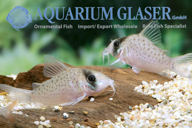 Corydoras sychri Aquarium Glaser GmbH
