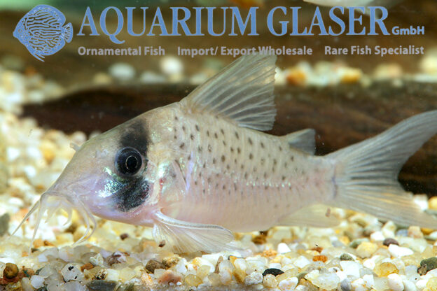 Corydoras sychri Aquarium Glaser GmbH