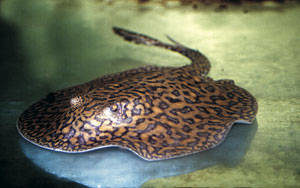 Potamotrygon sp. „Mantilla ray“