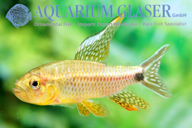 Crenuchus spilurus Aquarium Glaser GmbH