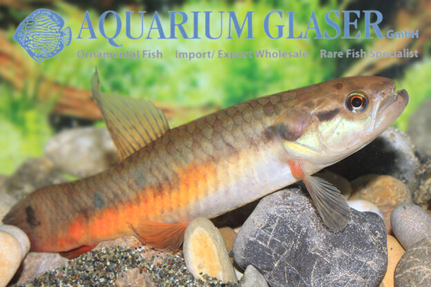 Erythrinus sp. Madre de Dios - Aquarium Glaser GmbH