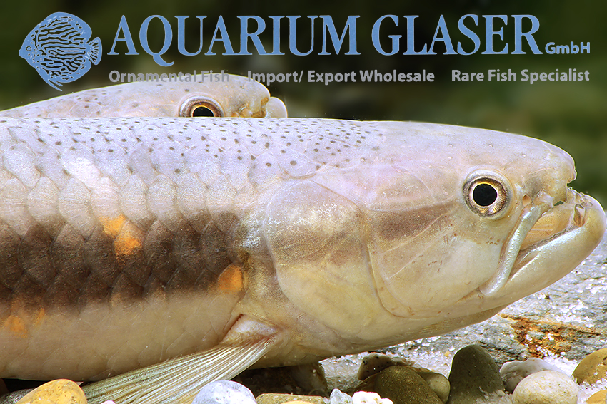 Erythrinus erythrinus