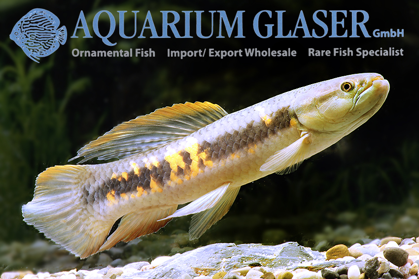 Erythrinus erythrinus