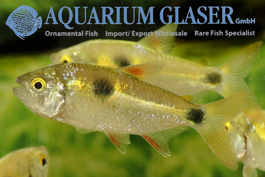 paradoxus Aquarium Glaser GmbH