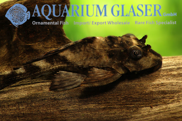 Glyptoperichthys scrophus Aquarium Glaser GmbH