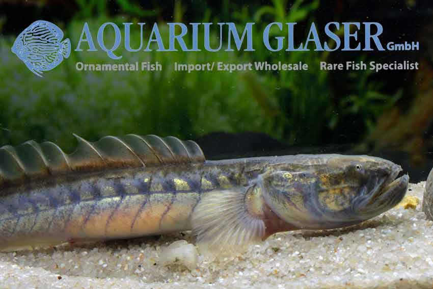 violet goby www
