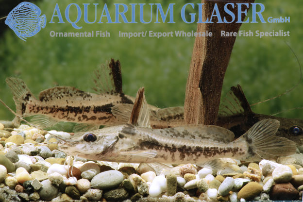 Goeldiella eques Aquarium Glaser GmbH