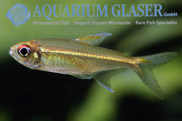 Hemigrammus Aquarium Glaser GmbH