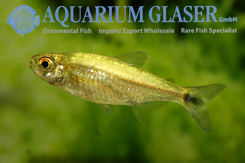 gold tetra Aquarium Glaser GmbH