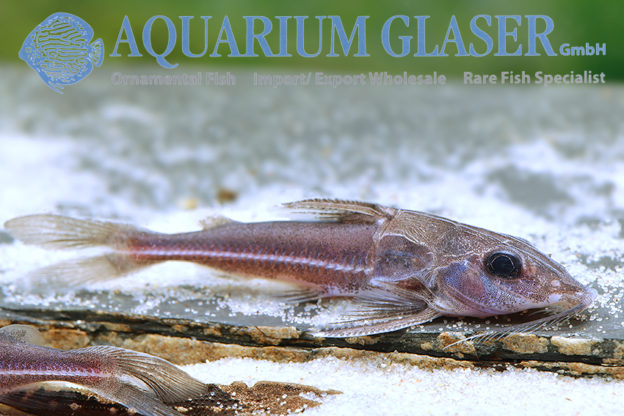 Hemidoras boulengeri Aquarium Glaser GmbH